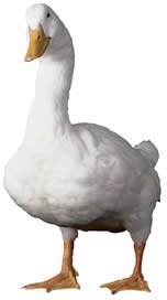 Photo of a duck